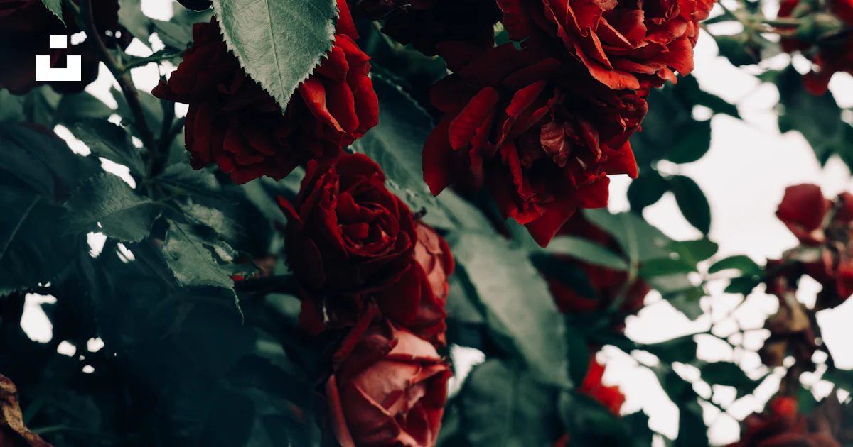 A bunch of red roses hanging from a tree photo – Free Flowers Image on ...
