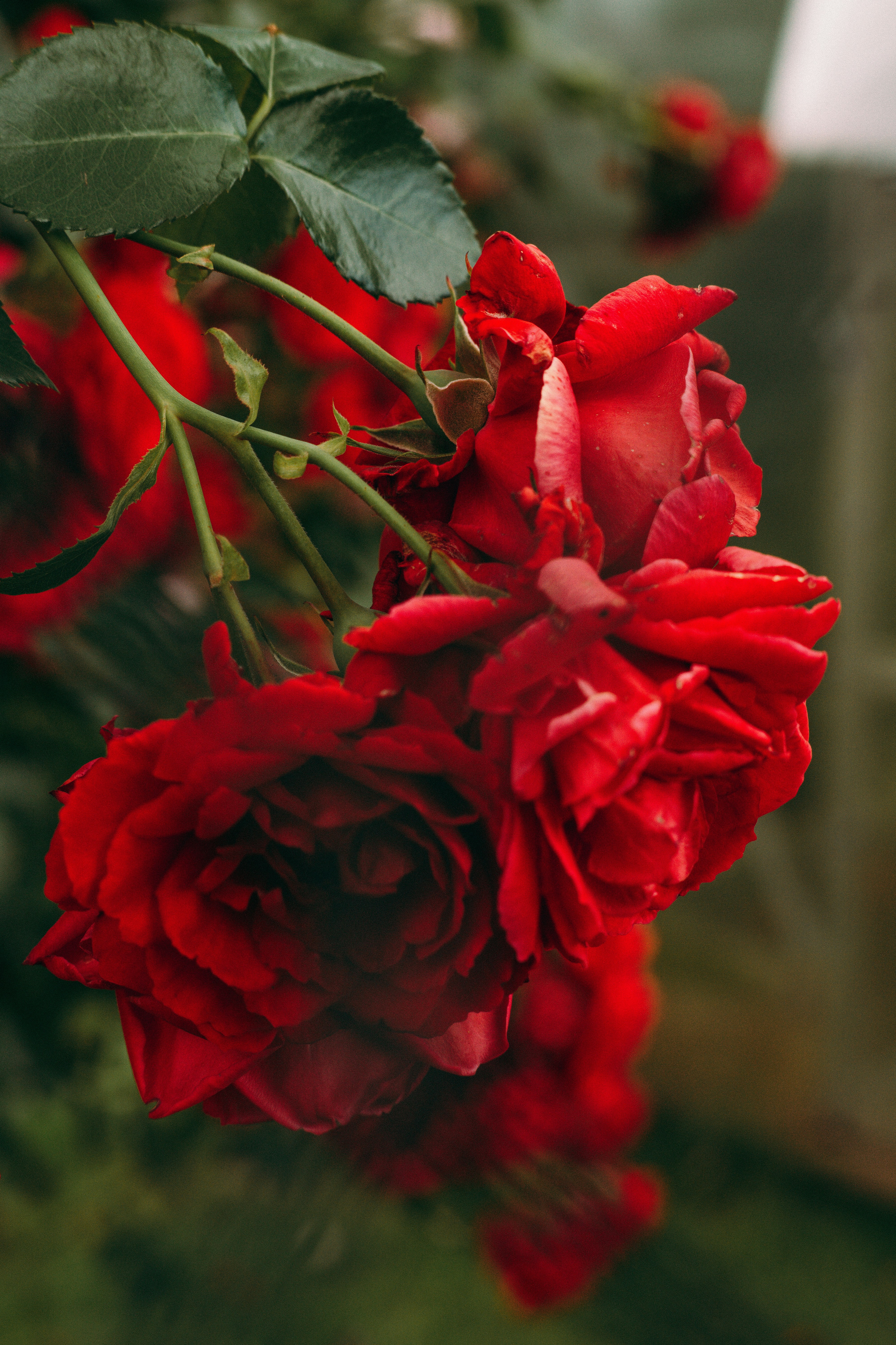 Photo by dashakrotiphoto