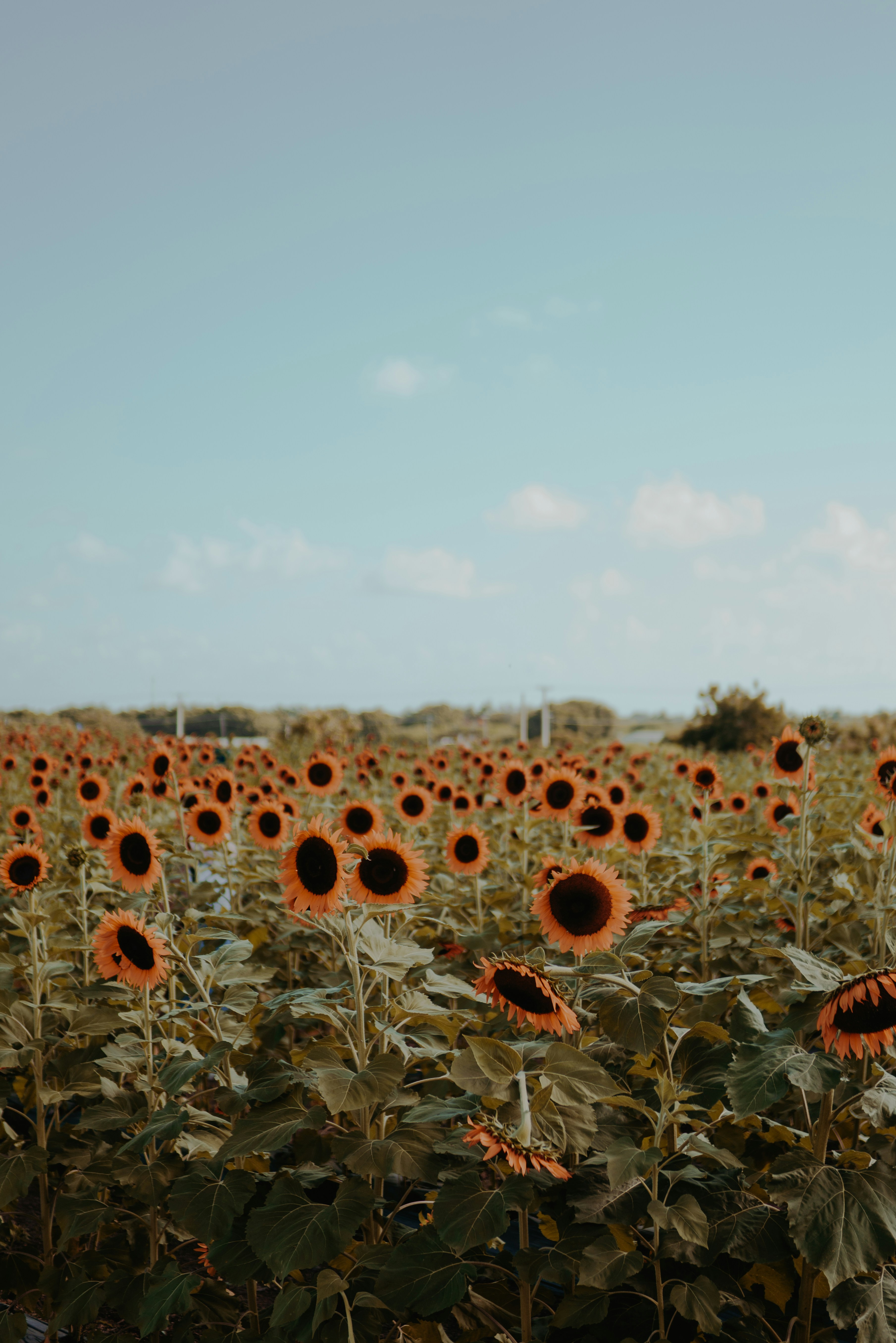un grand champ de tournesols avec un ciel bleu en arrière-plan