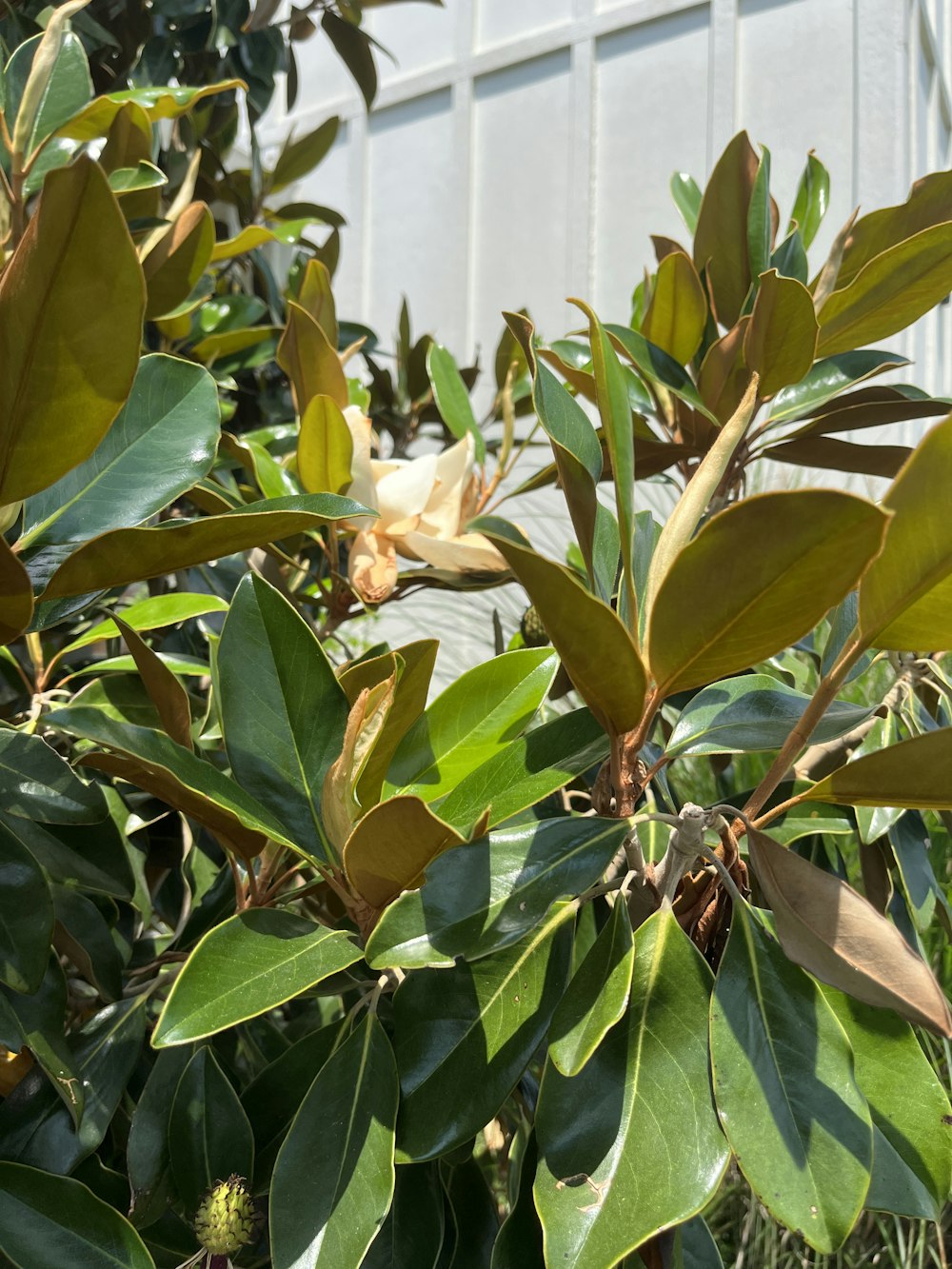 a bush with green leaves and a white building in the background