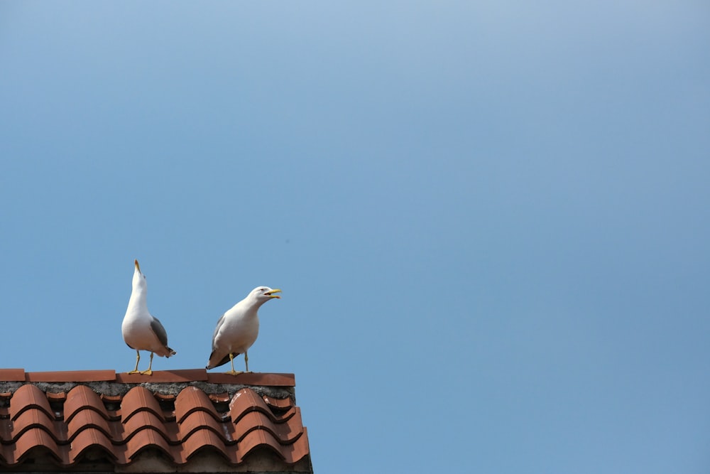 two seagulls sitting on a roof with a blue sky in the background