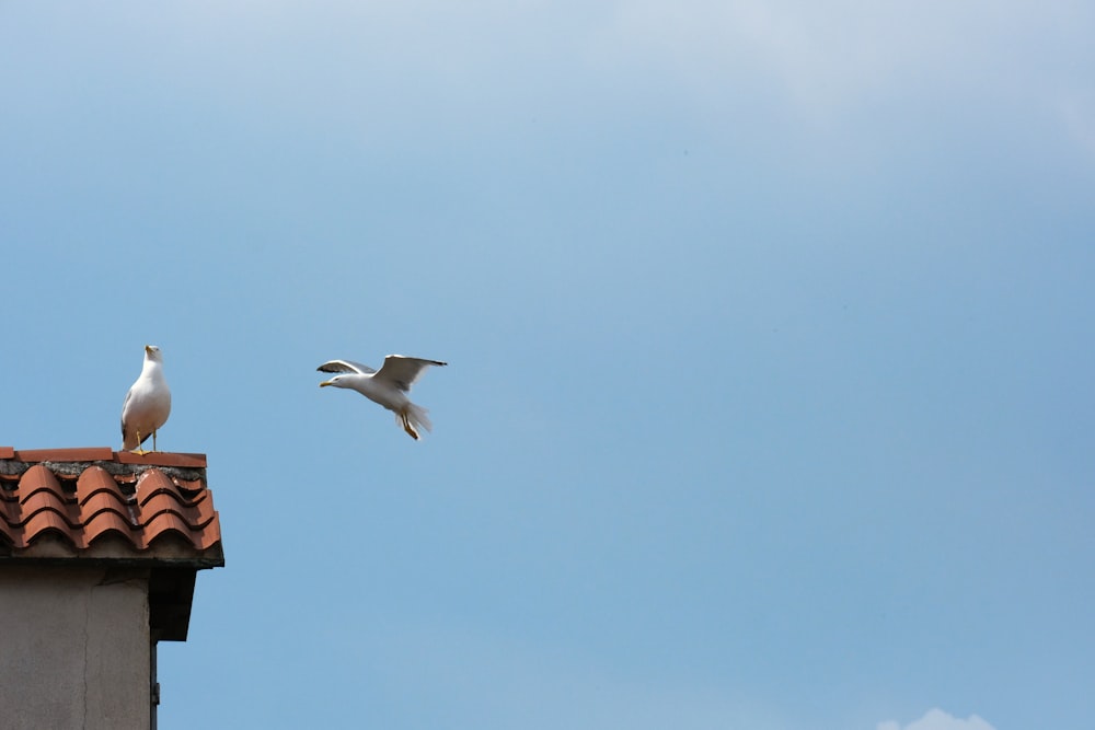 a seagull flying over a roof with a seagull sitting on top