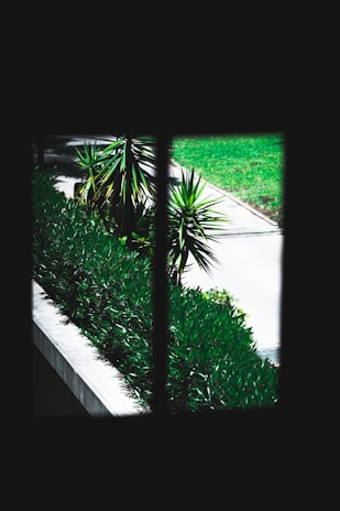 A view through a window showcasing a lush green garden with a variety of plants, including spiky-leaved shrubs. Bright sunlight illuminates a well-maintained lawn and a pathway separates the garden from the grass.