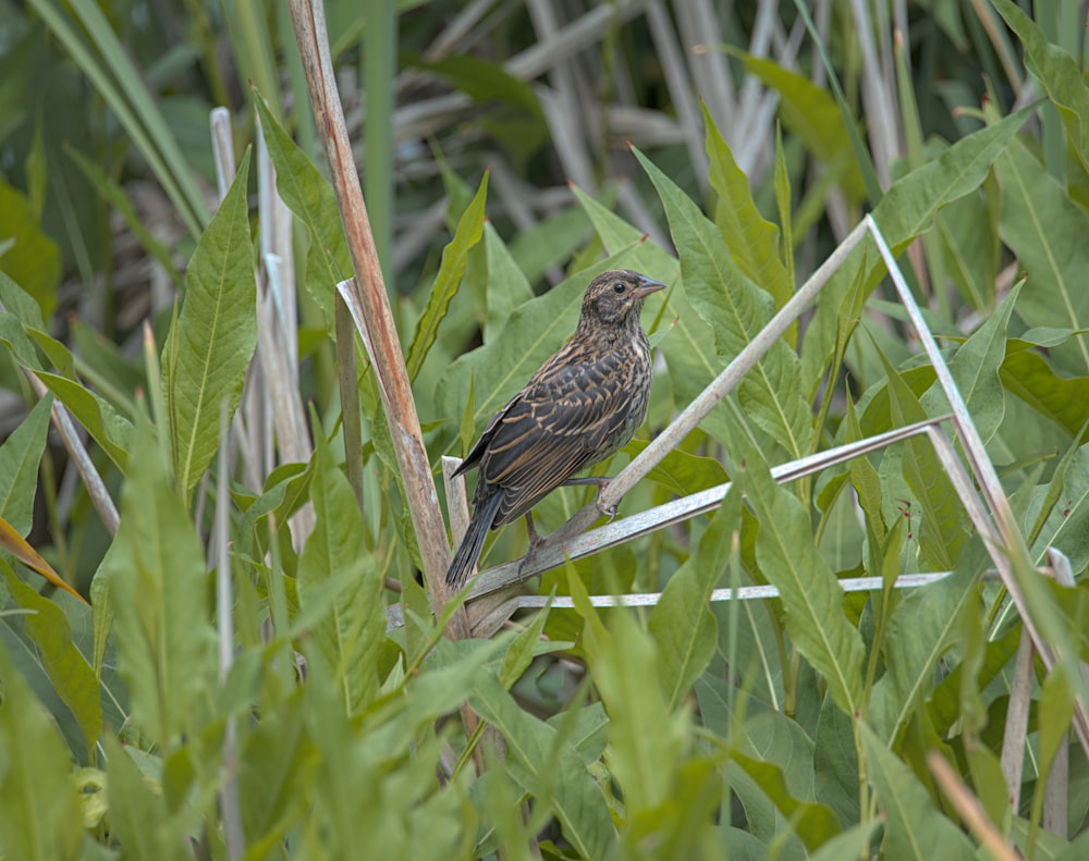 a small bird sitting on top of a green plant