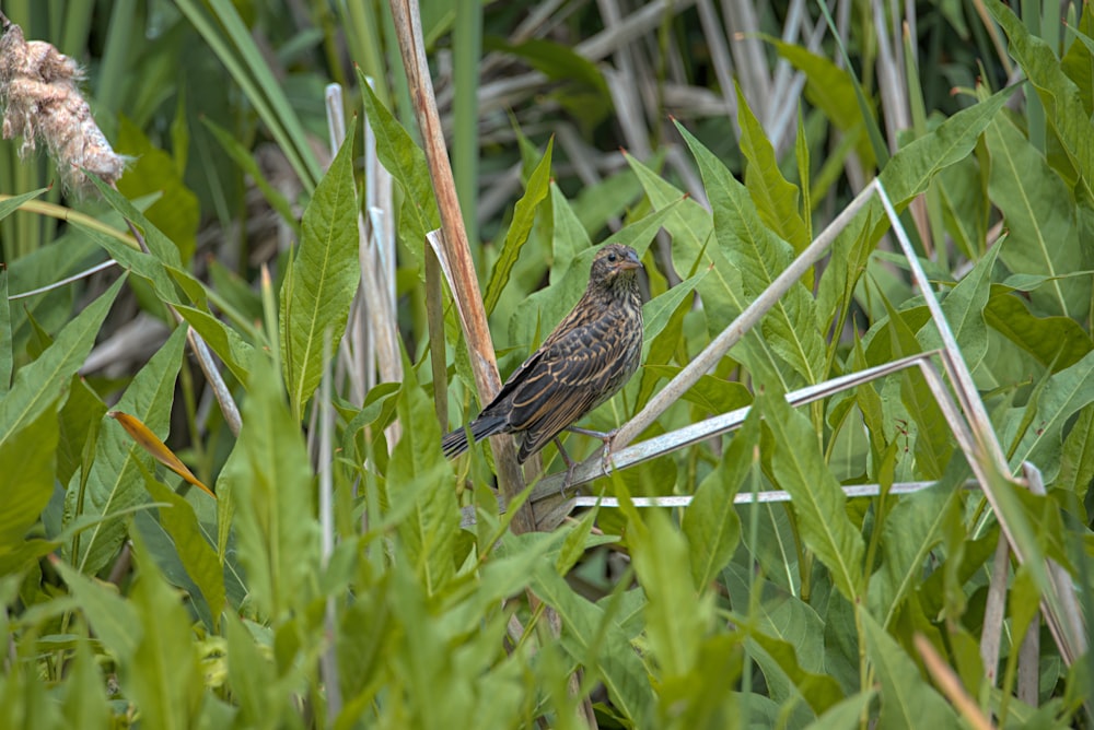 a bird is sitting in the tall grass