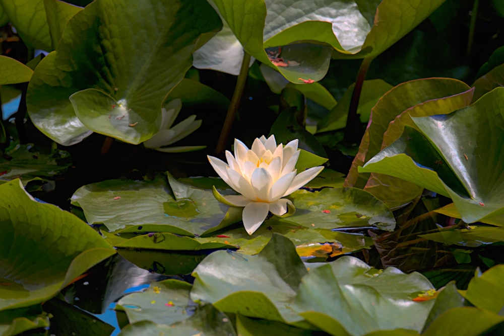 a white water lily in a pond surrounded by green leaves