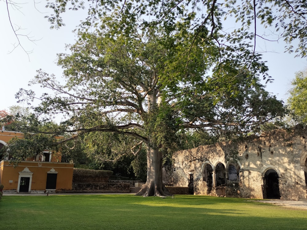 a large tree sitting in the middle of a lush green field