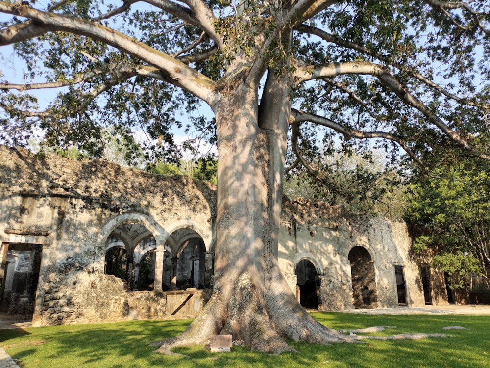 a large tree in front of a stone building