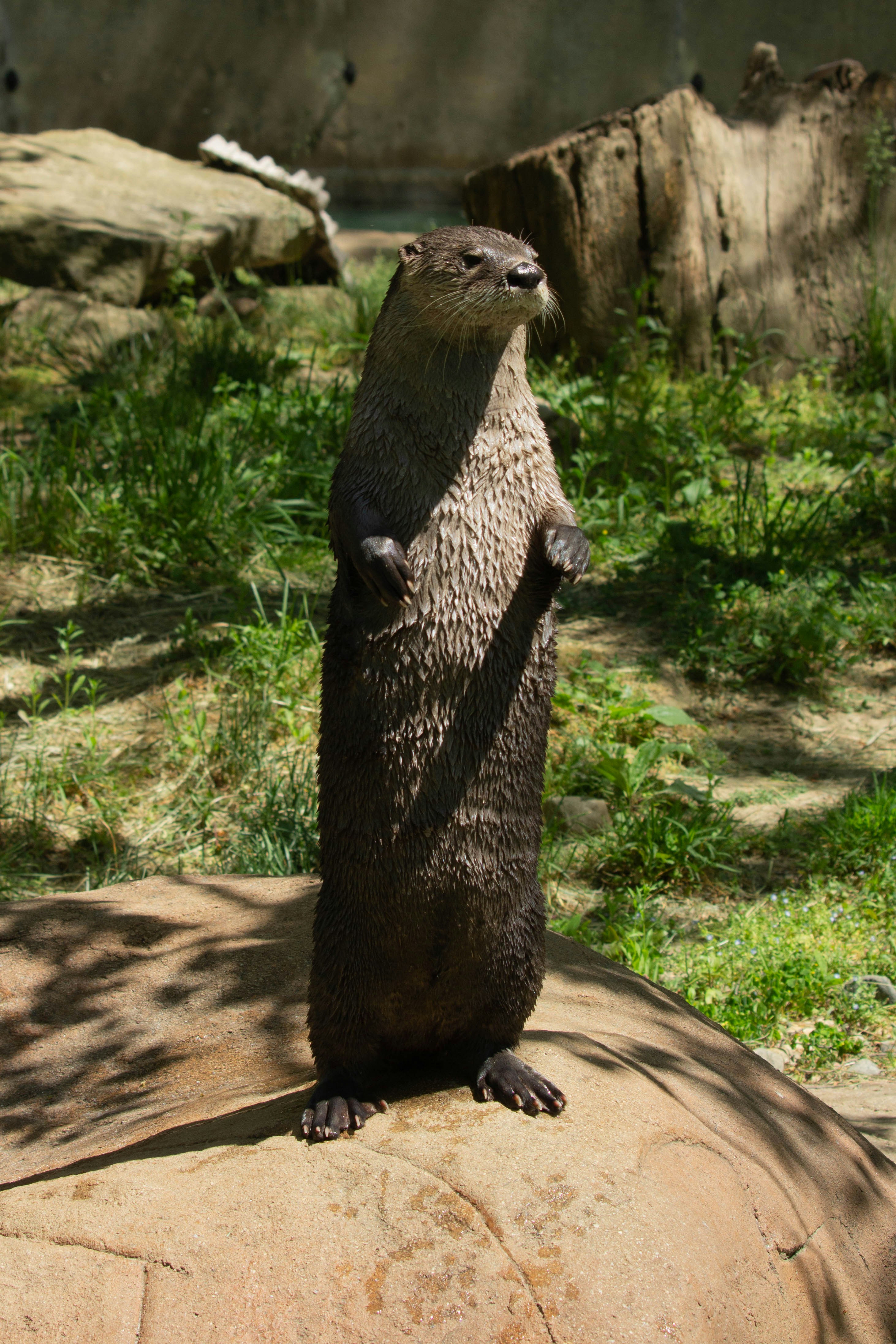 an otter standing on its hind legs on a rock