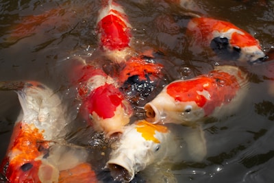a group of koi fish swimming in a pond