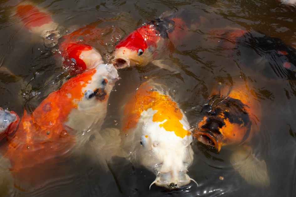 Koi-Farbentwicklung: Warum sich Farben verändern und was du tun kannst
