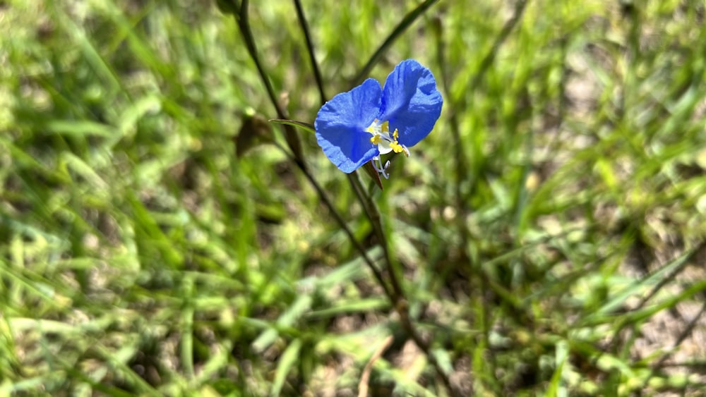 Une fleur bleue pousse dans l’herbe