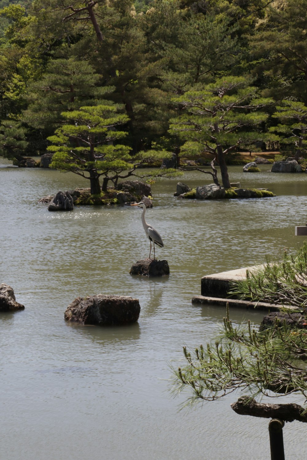 a bird is standing on rocks in the water