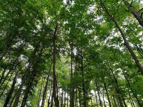 Tall trees with dense green foliage and a canopy that filters sunlight. The scene emits a serene and natural atmosphere with a focus on nature's tranquility.