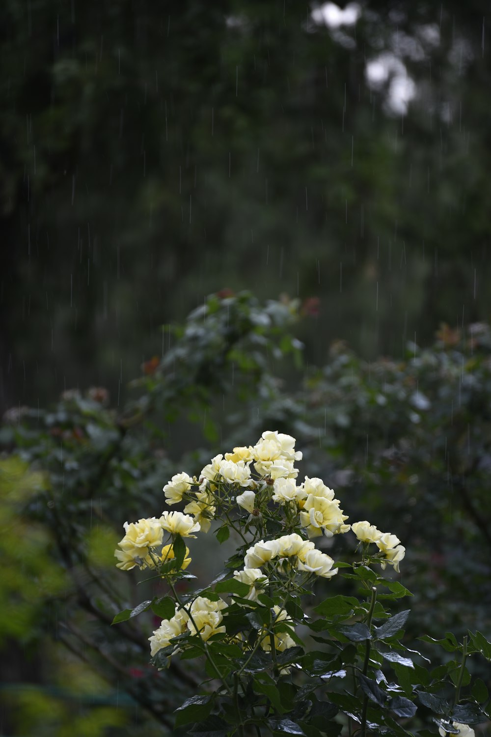 a bush with white flowers in the rain