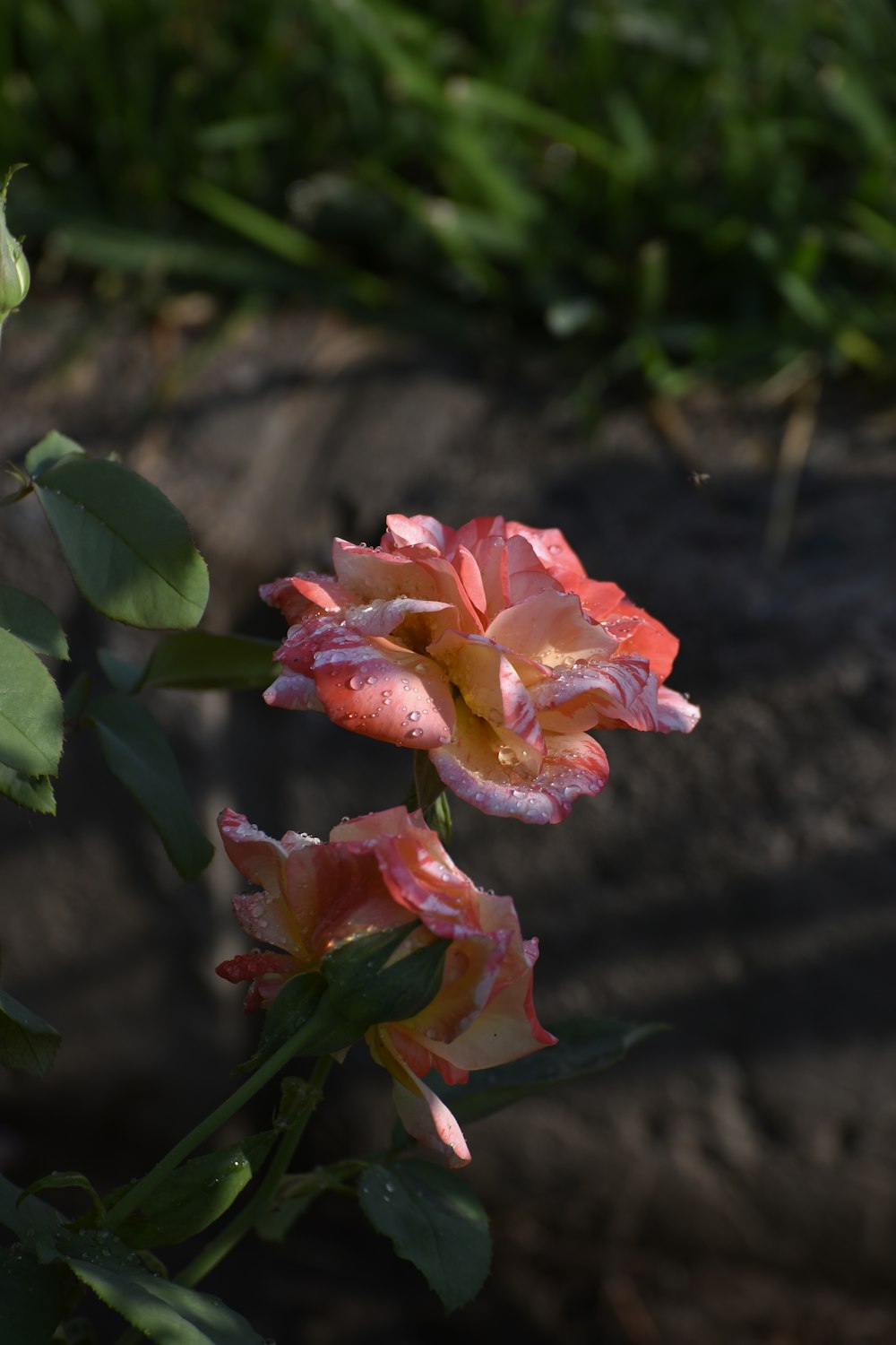 a pink and yellow flower with green leaves