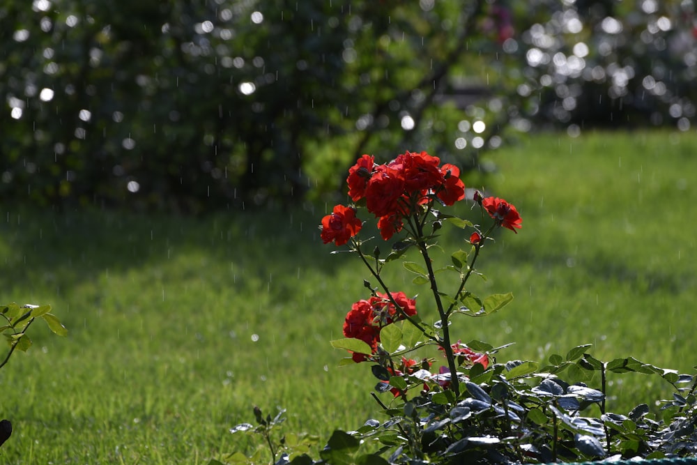 a red flower in a garden in the rain