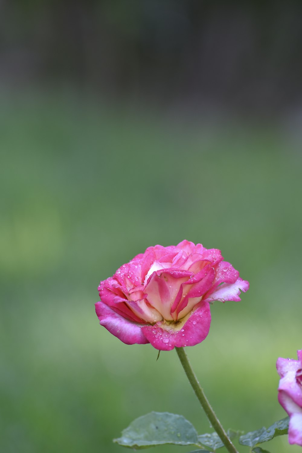 two pink roses with water droplets on them