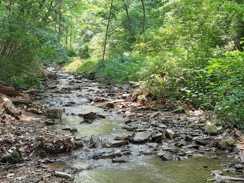 a stream running through a lush green forest