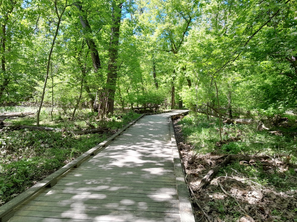 a wooden walkway in the middle of a forest