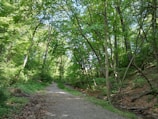 A tranquil forest path surrounded by tall trees.