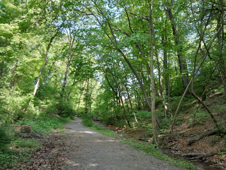 A tranquil forest path surrounded by lush green trees and dappled sunlight.