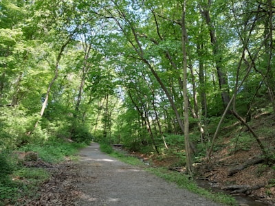 A tranquil forest path surrounded by tall trees.