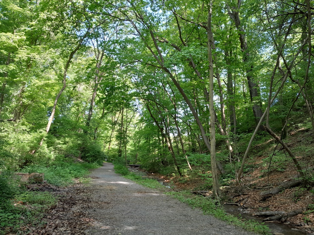 a dirt path in the middle of a forest