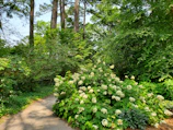 A peaceful garden with blooming flowers and winding paths.
