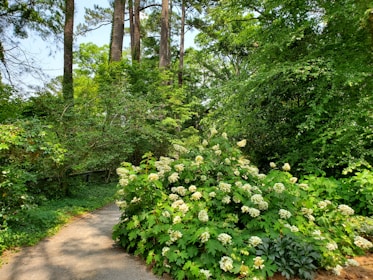 A lush tropical garden path winding through vibrant flowers and leading to a hidden hammock spot.
