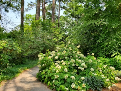 A quiet garden filled with blooming flowers and greenery.