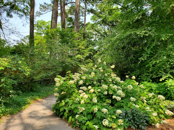 Beautiful garden path leading to the boutique retreat surrounded by native trees.