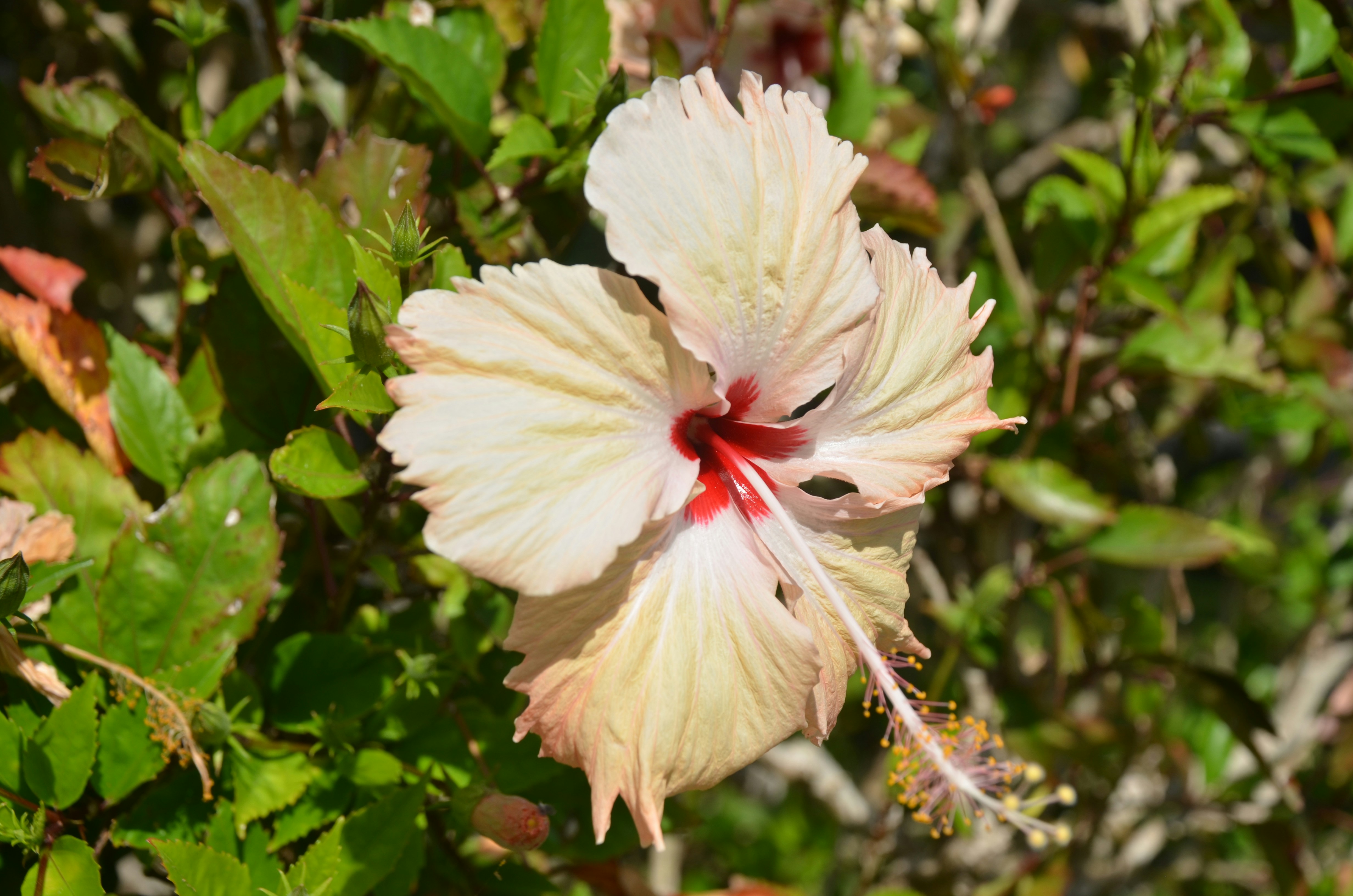 a white flower with a red center surrounded by green leaves