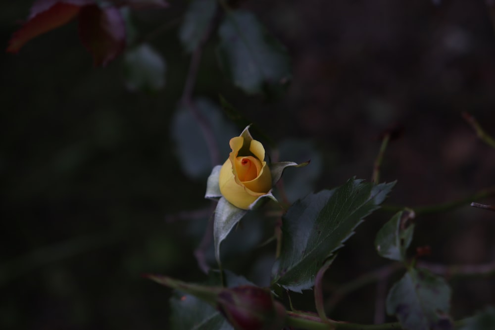 a yellow and white flower with green leaves