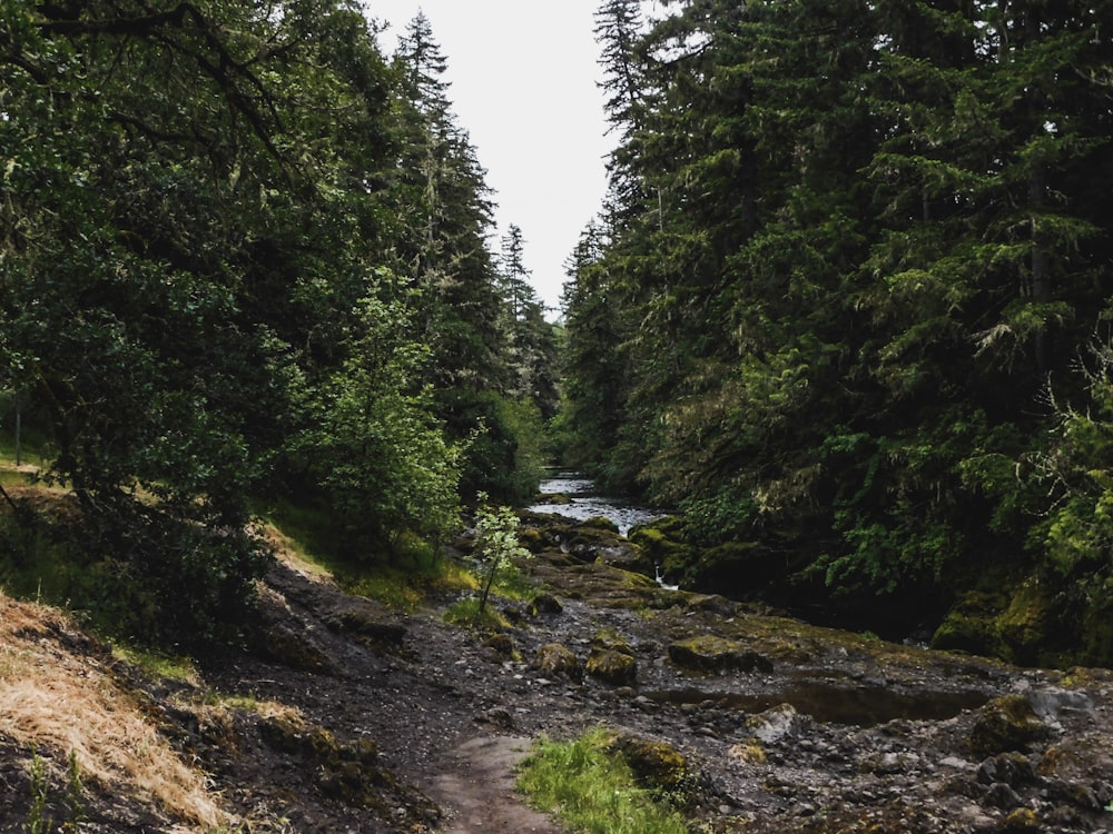 a river running through a lush green forest