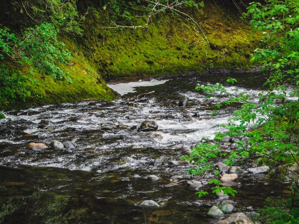 a river running through a lush green forest