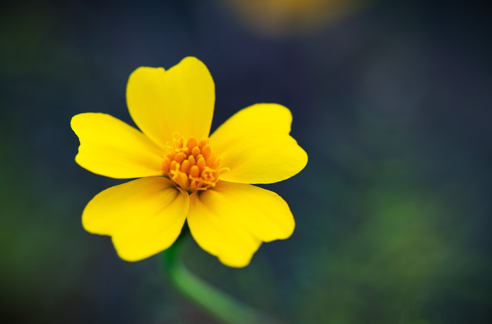 a yellow flower with a black background