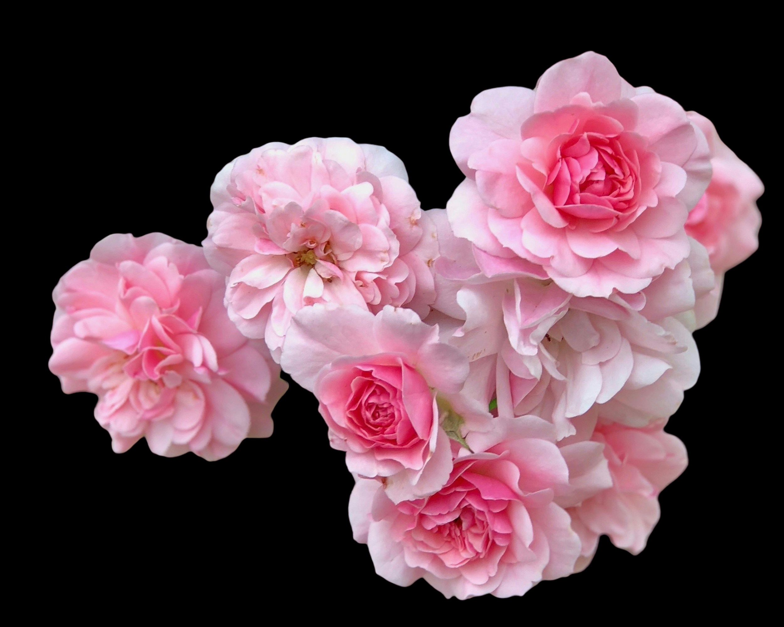 a group of pink flowers on a black background