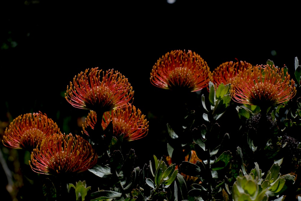 a bunch of flowers that are in the grass