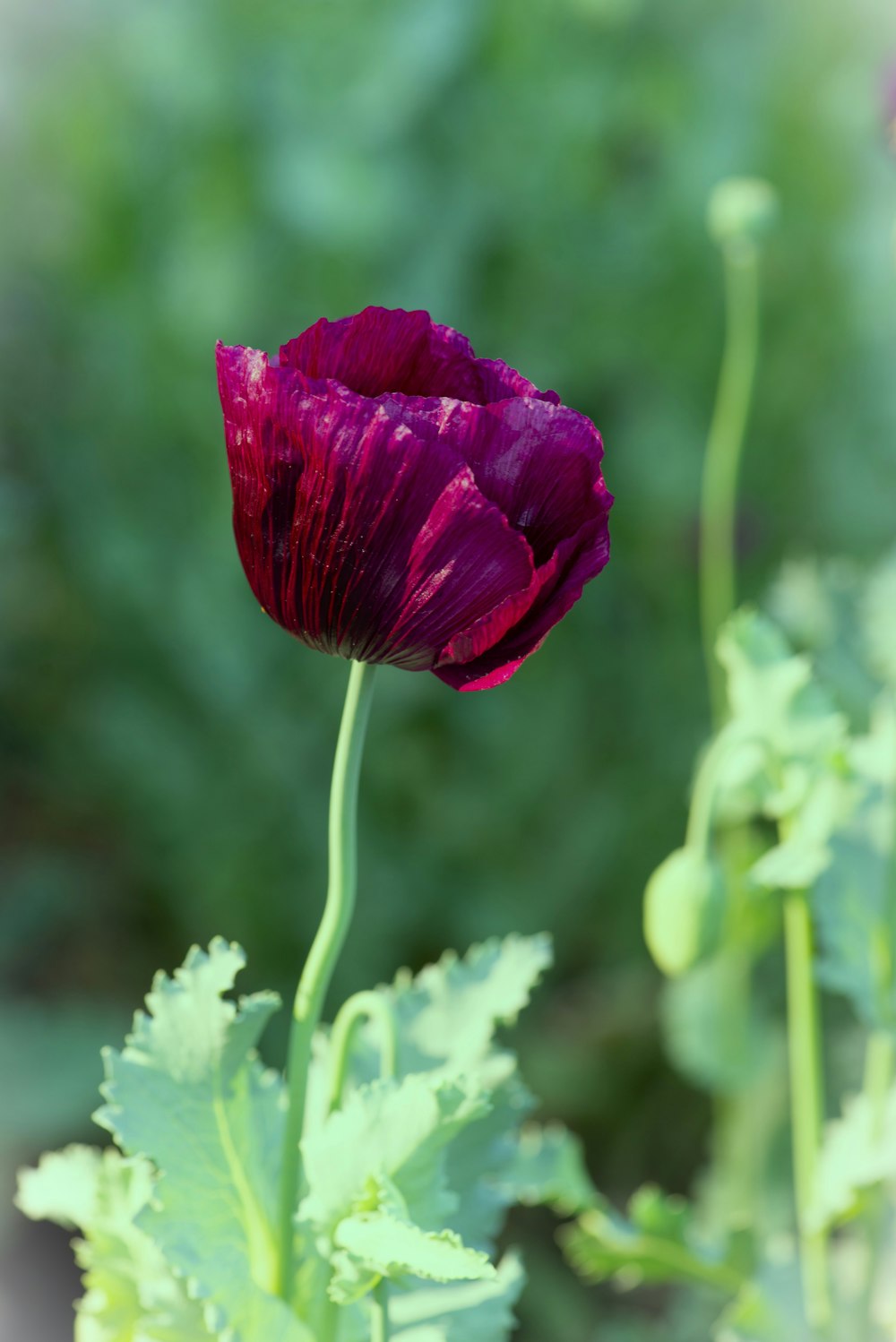 a purple flower with green leaves in the background