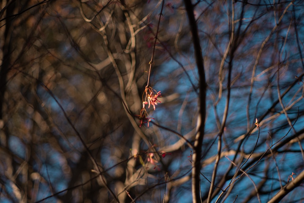 a tree branch with a few leaves and a blue sky in the background