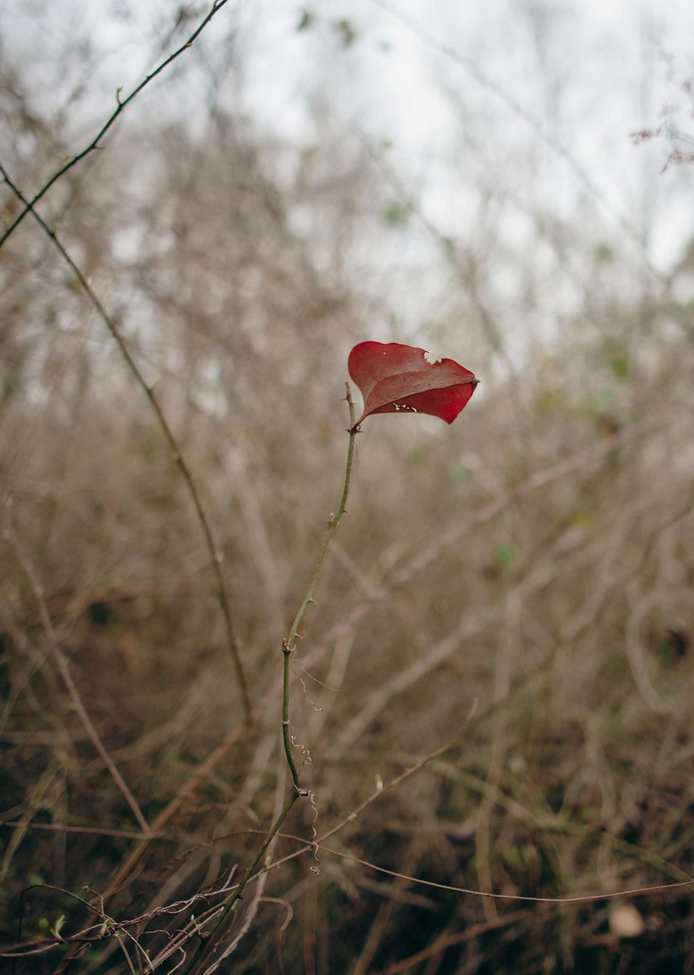 a single red leaf sitting on top of a dry grass field