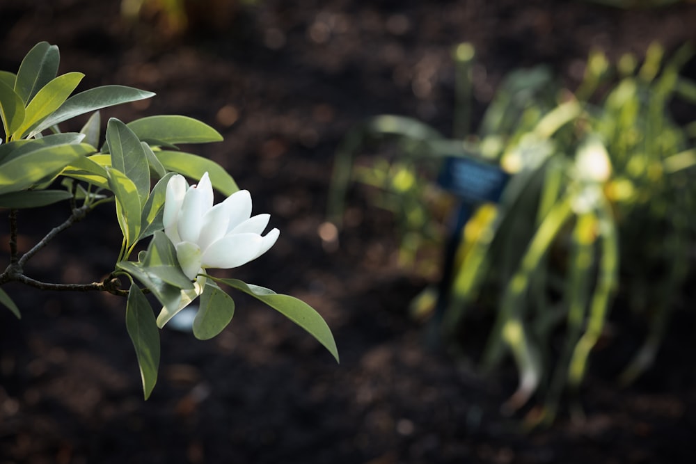 a close up of a white flower on a tree