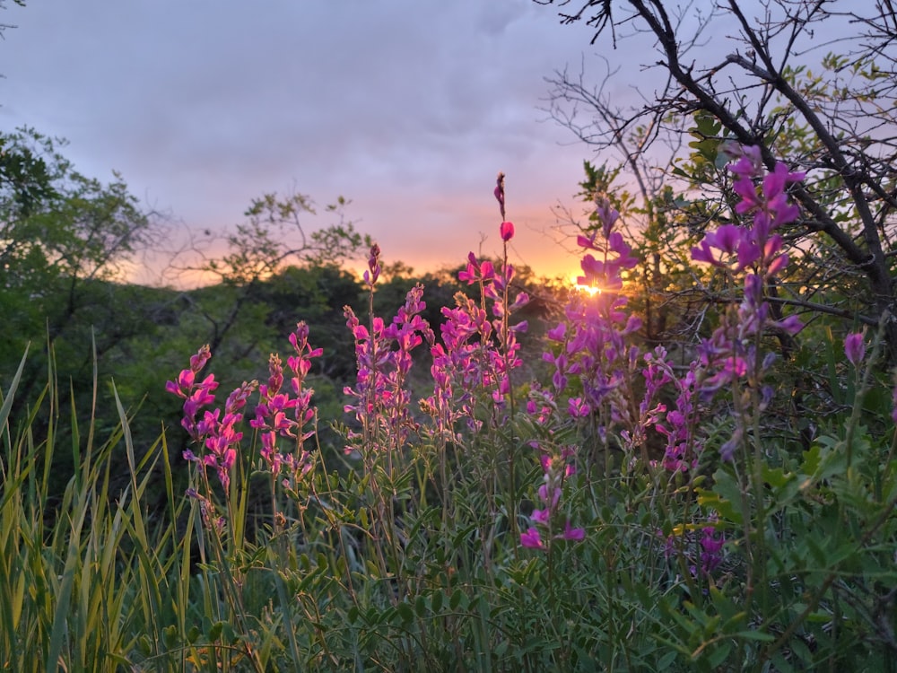 the sun is setting over a field of wildflowers