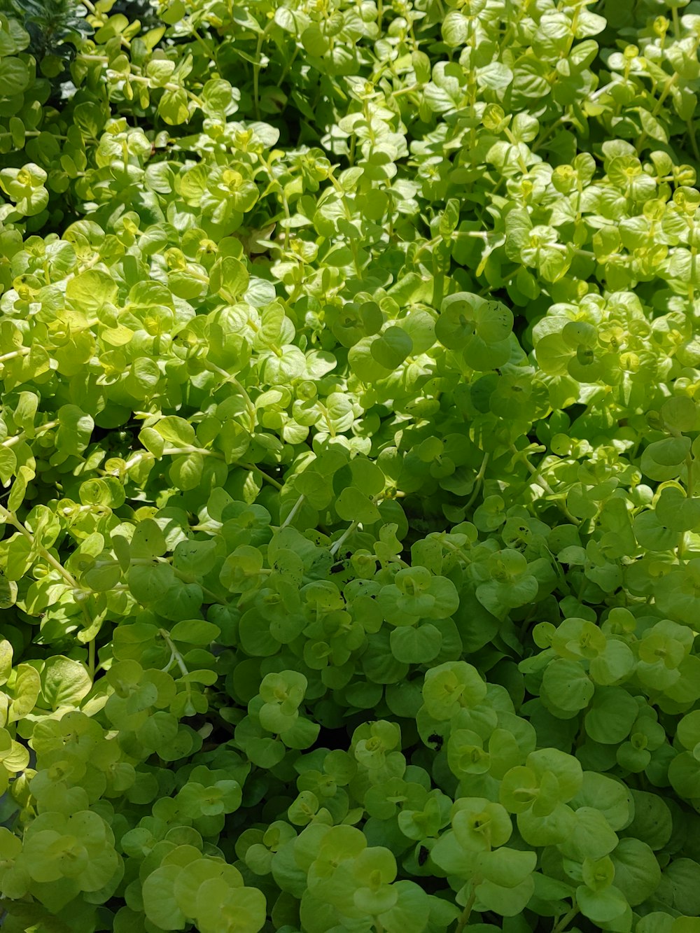 a close up of a plant with green leaves