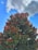 A vibrant tree with lush green leaves and reddish-brown new growth stands against a bright blue sky with scattered fluffy clouds. Electrical wires are visible on the sides.