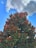 A vibrant tree with lush green leaves and reddish-brown new growth stands against a bright blue sky with scattered fluffy clouds. Electrical wires are visible on the sides.