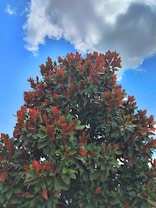 A vibrant tree with lush green leaves and reddish-brown new growth stands against a bright blue sky with scattered fluffy clouds. Electrical wires are visible on the sides.
