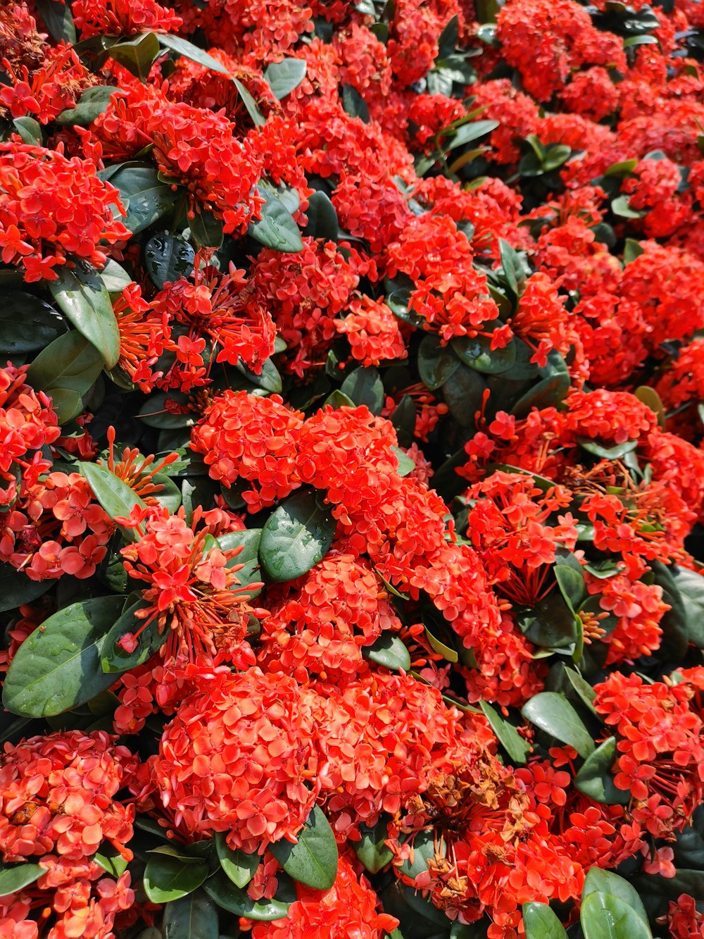 a bunch of red flowers with green leaves