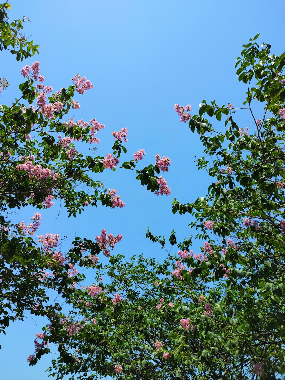 pink flowers are blooming on the branches of trees